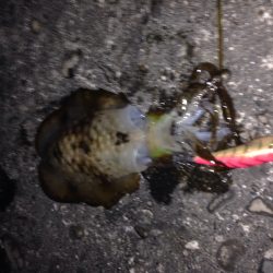 秋イカサイズ？