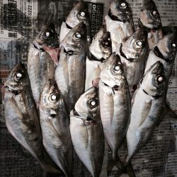 爆釣!舞洲アジングゲーム