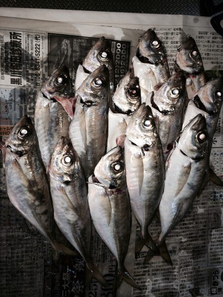 爆釣!舞洲アジングゲーム