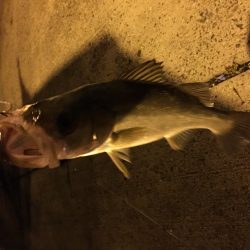 初シーバス(チーバスw)!