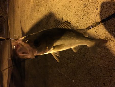 初シーバス(チーバスw)!