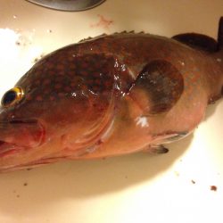 やっと出ました！リベンジ釣行。