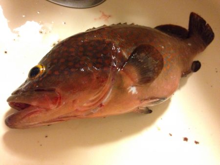 やっと出ました！リベンジ釣行。