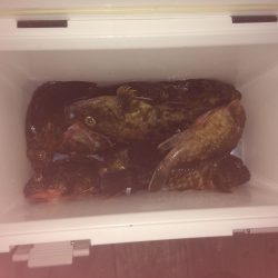 チニングでチヌとロックフィッシュ狙い