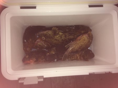 チニングでチヌとロックフィッシュ狙い