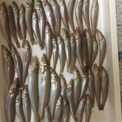 まだまだピンギス