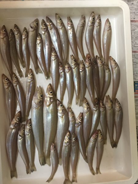 まだまだピンギス