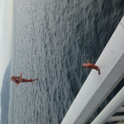 シラサエビで五目釣り