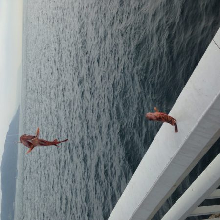 シラサエビで五目釣り