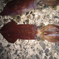 ケンサキエギング