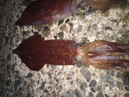 ケンサキエギング