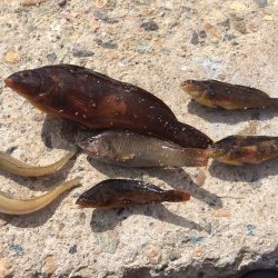 明石港で胴付釣り、チョイ投げ