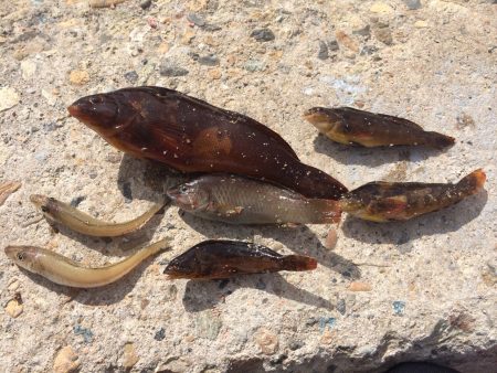 明石港で胴付釣り、チョイ投げ