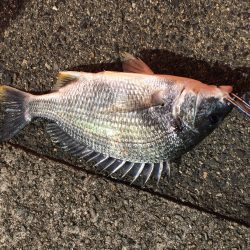 落とし込みでキビレ