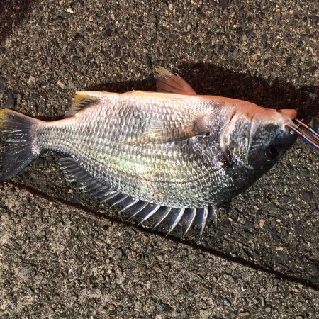 落とし込みでキビレ