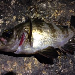 お久しメバリング。