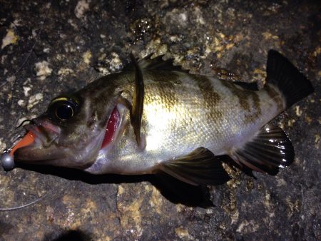 お久しメバリング。