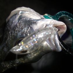 チニング〜*\\(^o^)/*