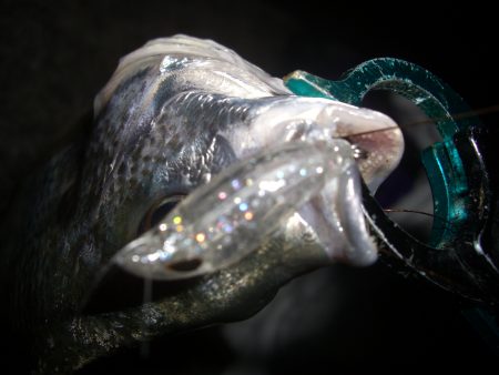 チニング〜*\\(^o^)/*