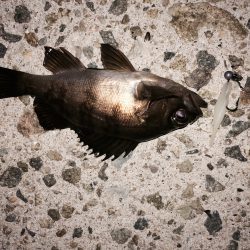 大きくなってください