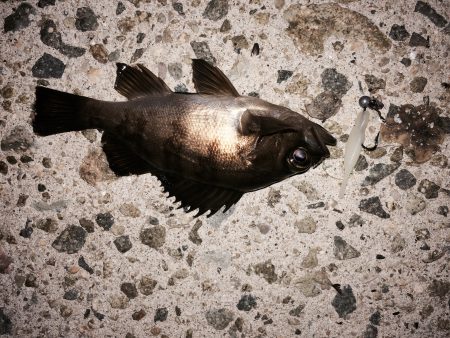 大きくなってください