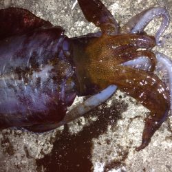 キロアップ  アオリイカ✌️