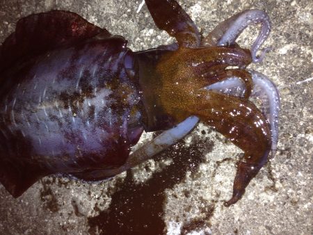 キロアップ  アオリイカ✌️