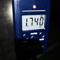 今年、初アオリGET