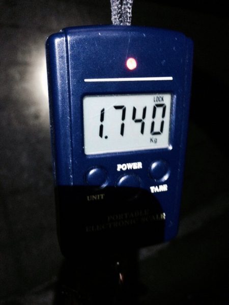 今年、初アオリGET