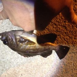 アジングのはずが