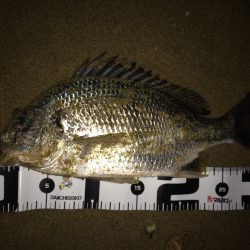 ワームでじっくりと狙うチニング