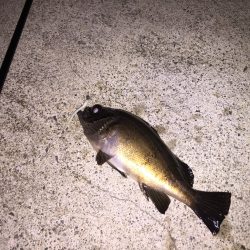 まだまだメバル！