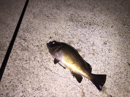 まだまだメバル！