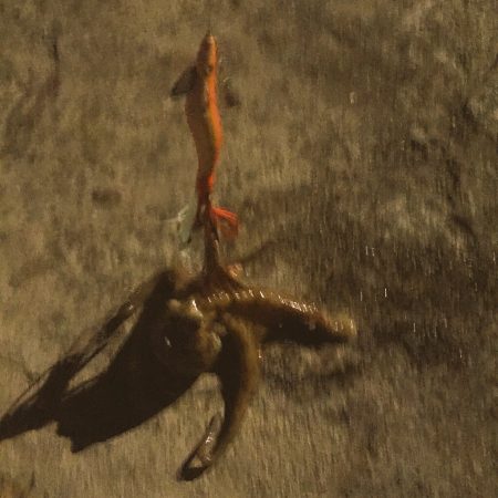 タコ タコ タコ  爆釣 ー！！！