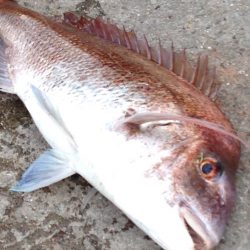 まさかのモンスター真鯛