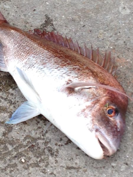 まさかのモンスター真鯛