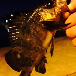 メバリングちょいちょい