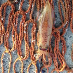 ケンサキイカ エギング