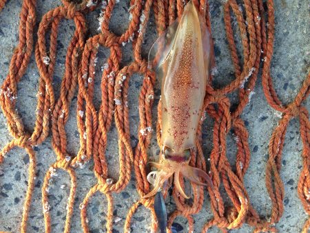 ケンサキイカ エギング