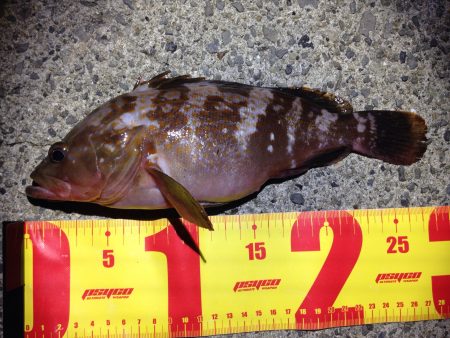 タイフーン後の調査です。