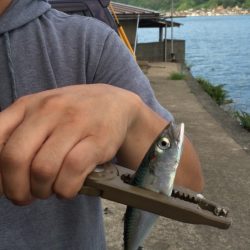 ライトエギング