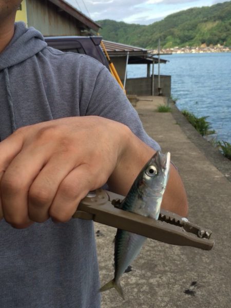 ライトエギング