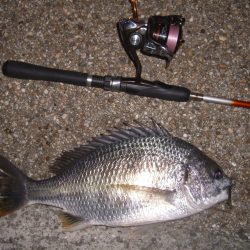 台風後のチニング調査