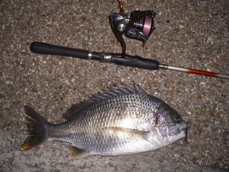 台風後のチニング調査