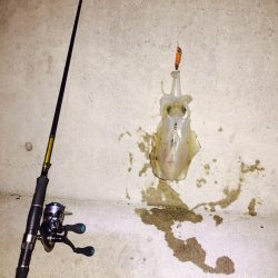 エギング(アオリイカ)