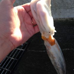 タコが釣れました