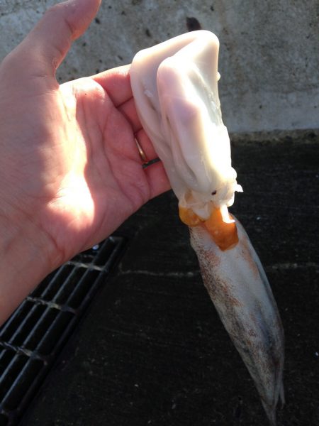 タコが釣れました