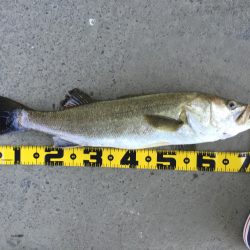 ゲキ濁りの中のDAYゲーム