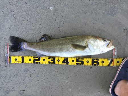 ゲキ濁りの中のDAYゲーム