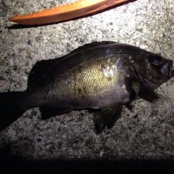 草フグ、ヒトデを入れたら8目